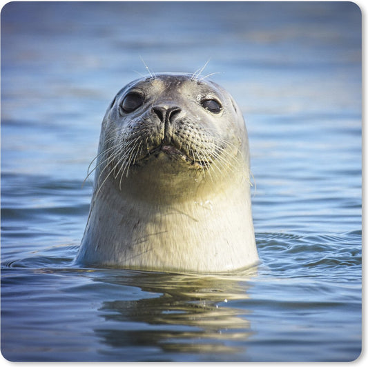 Hoesten als een zeehond